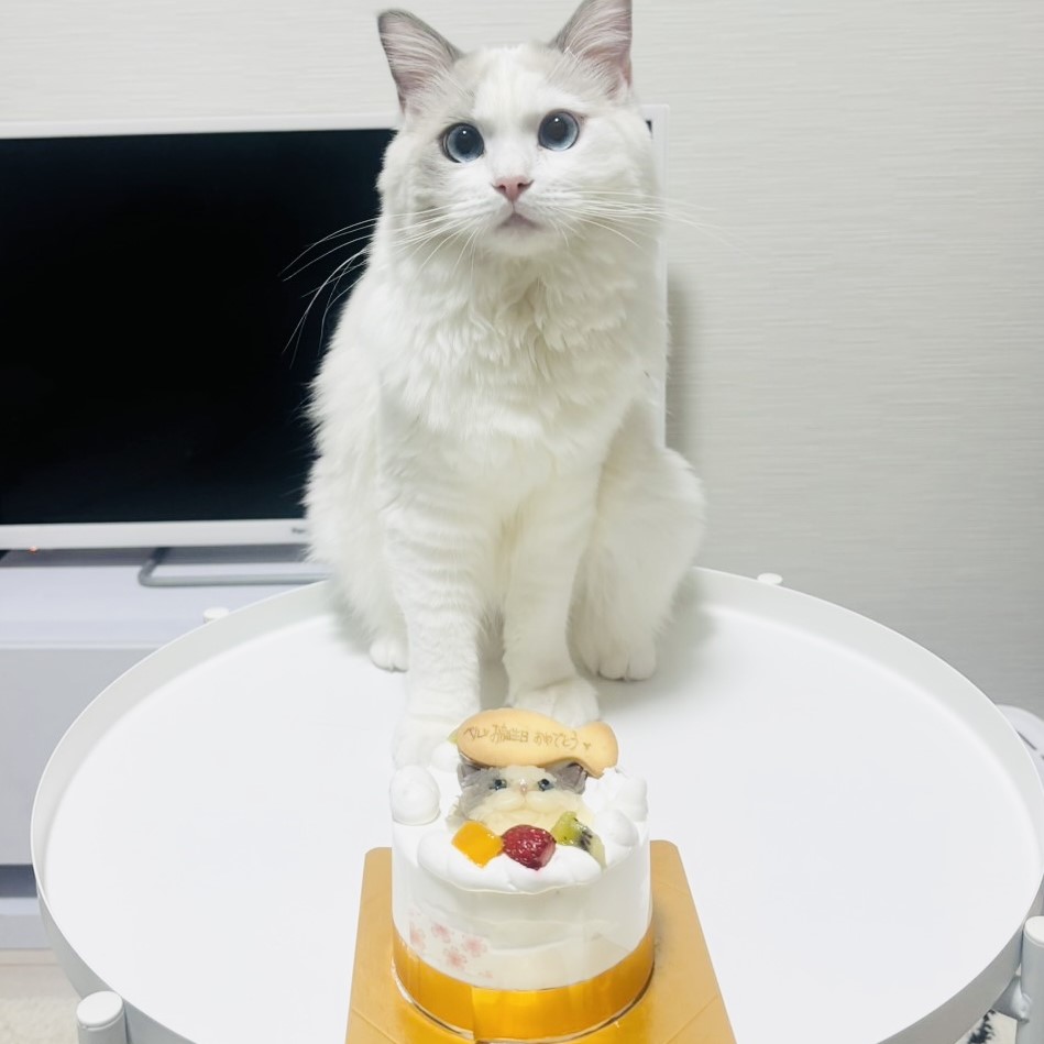 catphoto1.jpg