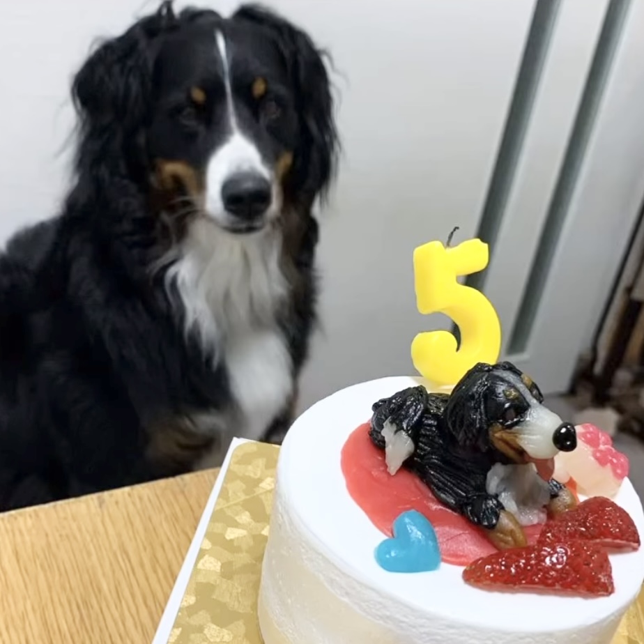 dogphoto1.jpg