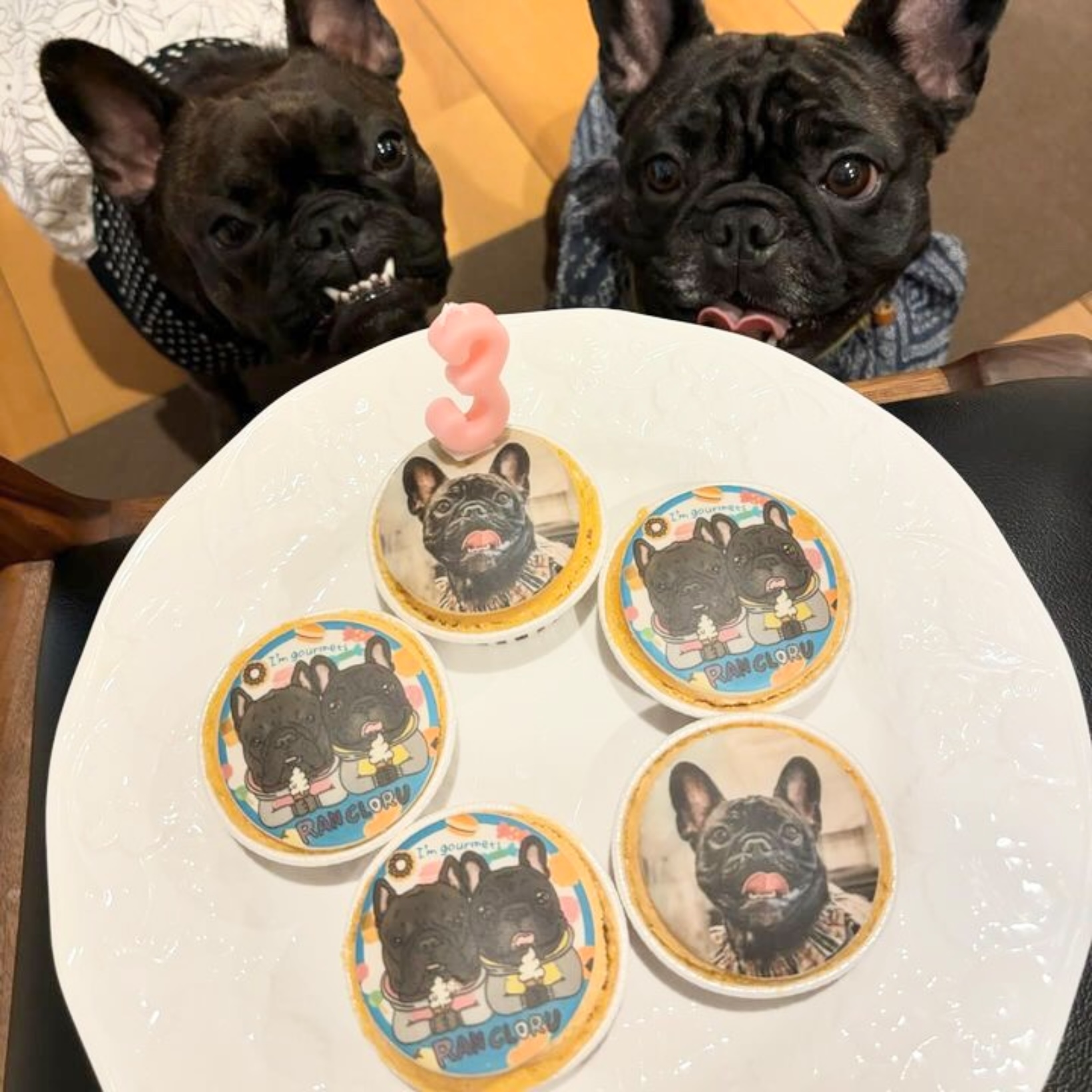 dogphoto2.jpg